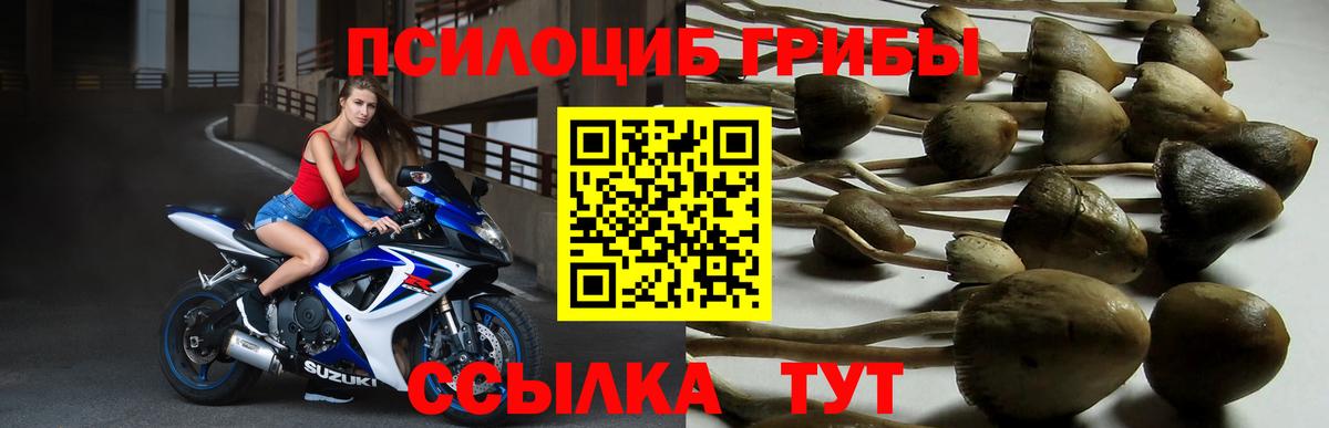 Елабуга  как найти   Вход с VPN  Псилоцибиновые грибы GOLDEN TEACHER 